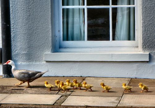 ducks ducklings walking