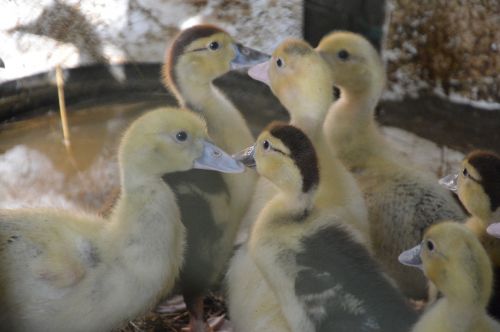 ducks ducklings baby duck