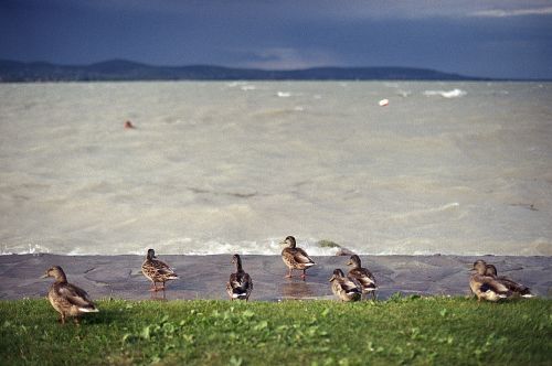 ducks lake storm