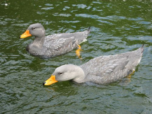 ducks swim water