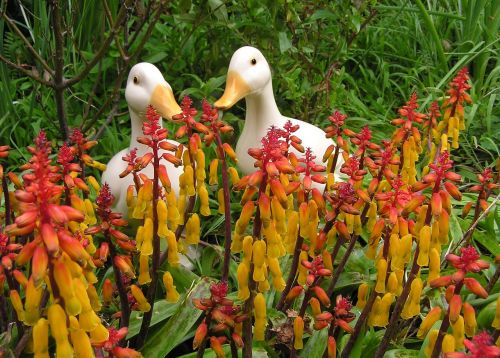 ducks in flower