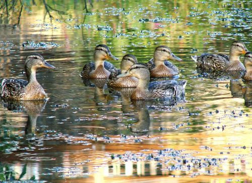 ducks wildlife swimming