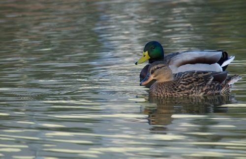 ducks birds lake
