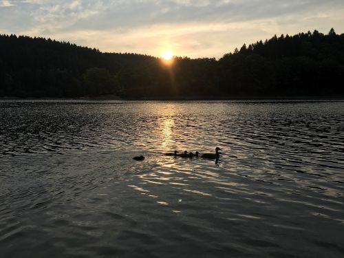 ducks lake sun