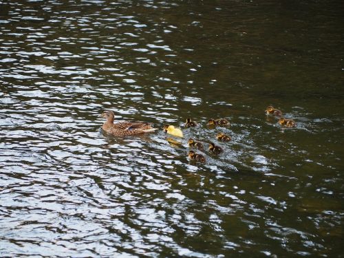 ducks duck segovia