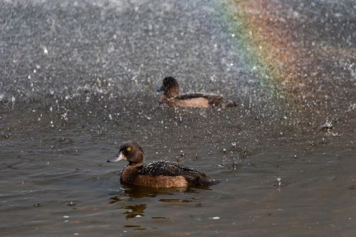 ducks water rainbow