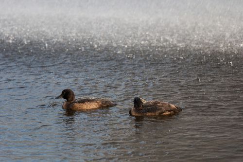 ducks water animal