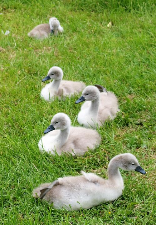 ducks swans birds