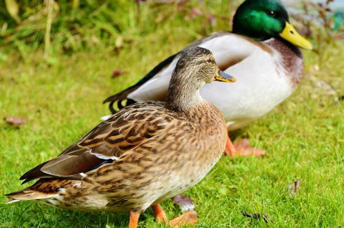 ducks waterfowl mallard