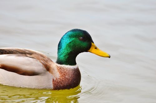 ducks waterfowl mallard