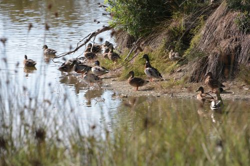 ducks nature albufera