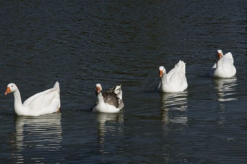 ducks lake nature