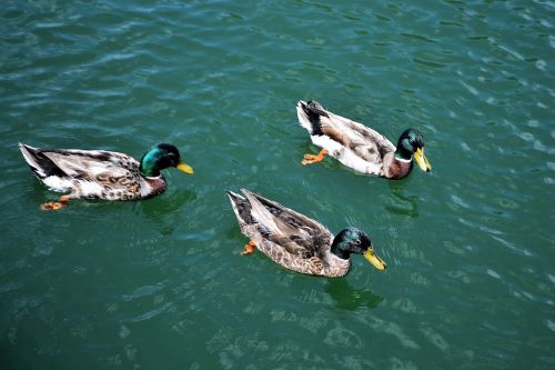 ducks birds pond