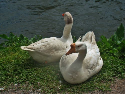 ducks lake water