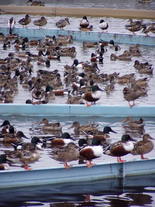 ducks industrial waterway