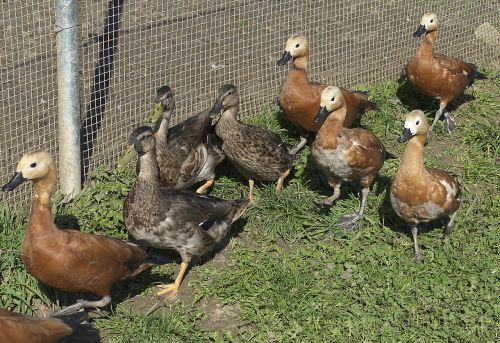 ducks ducks march poultry