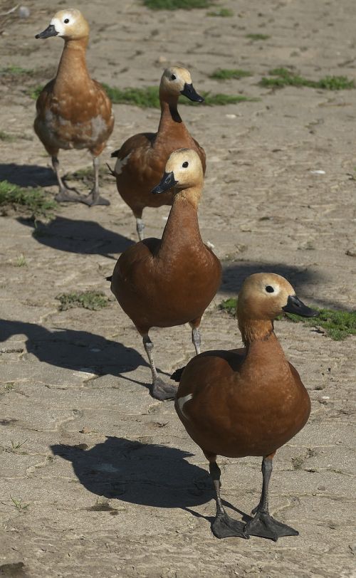 ducks ducks march in a row