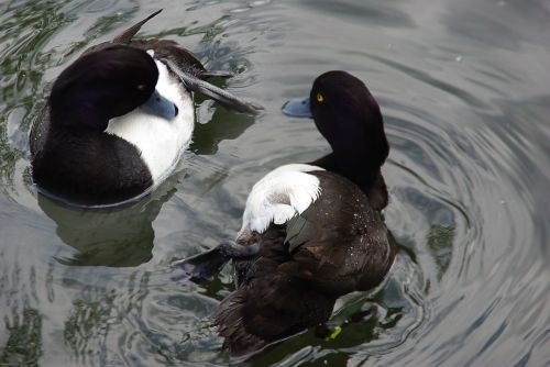 ducks water animal