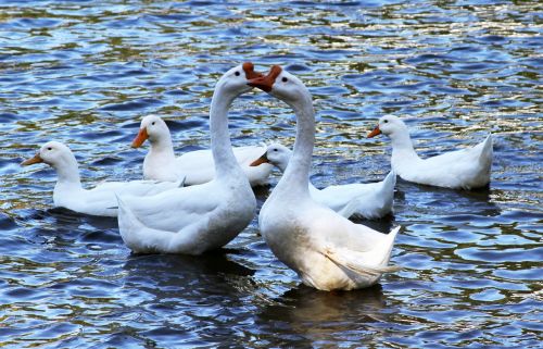 ducks swans geese