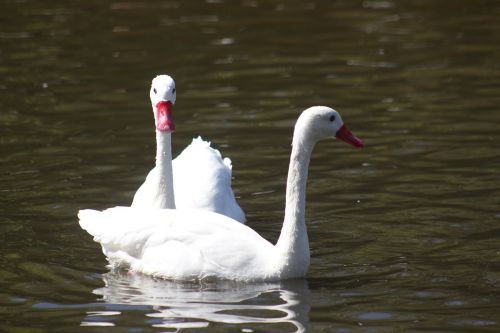ducks white lake