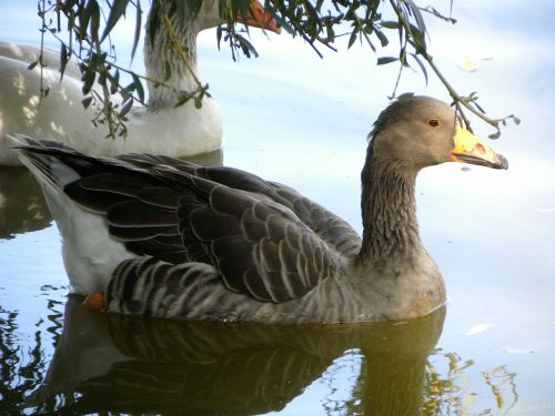 ducks birds water fowls