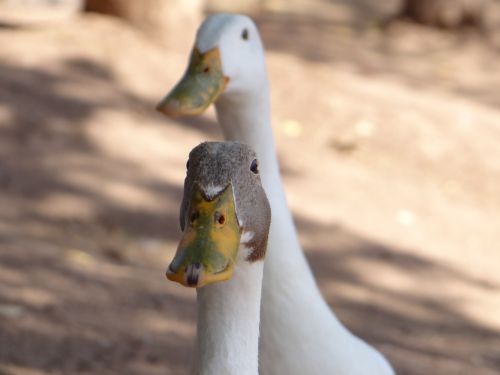 ducks animals wild