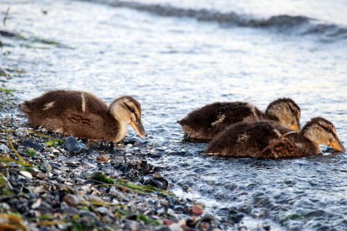 ducks chicks water bird