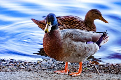 ducks nature bird