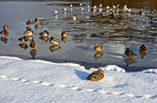 ducks birds pond