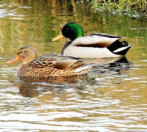 ducks lake swimming
