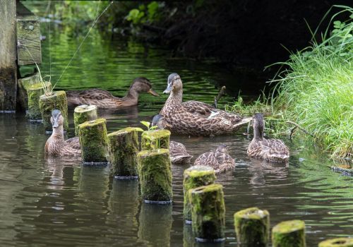 ducks duck family waters
