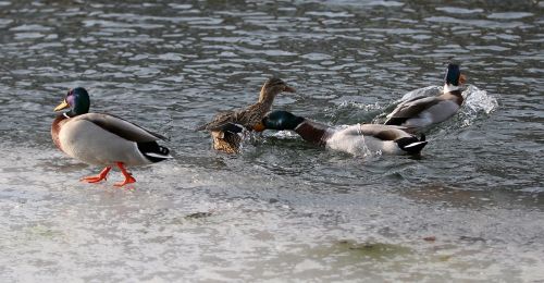 ducks fight futterneid