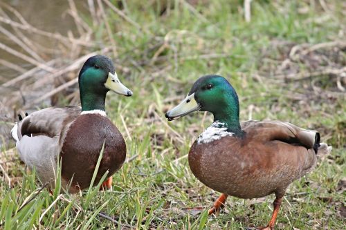 ducks drake mallards