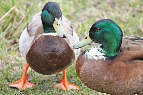 ducks drake mallards