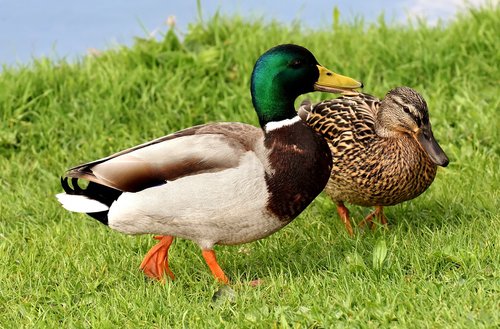 ducks  pair  mallards