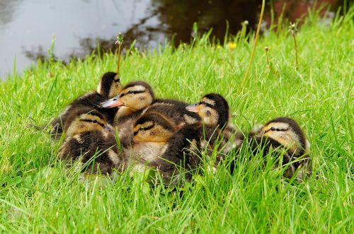 ducks chicks small