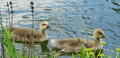 ducks  fluffy  young