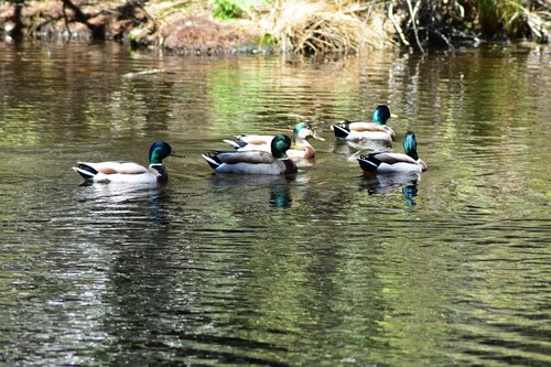 ducks  pond  nature