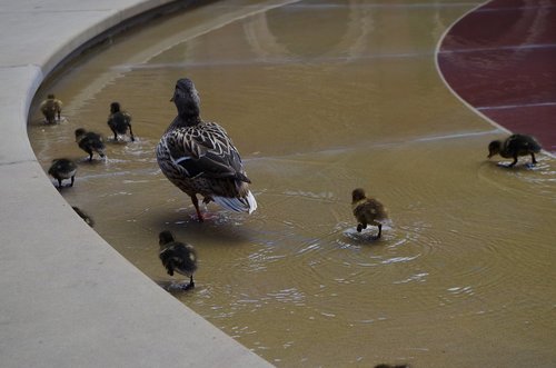 ducks  water  circle