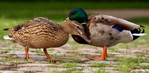 ducks  pair  mallards