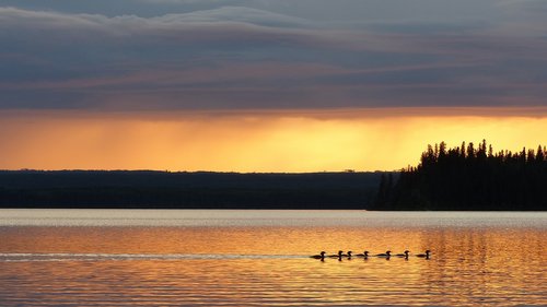 ducks  sunset  lake