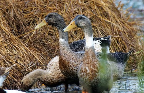 ducks  animal  bird