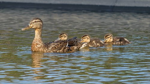 ducks  chicken  duck