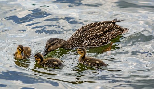 ducks  swimming  mother