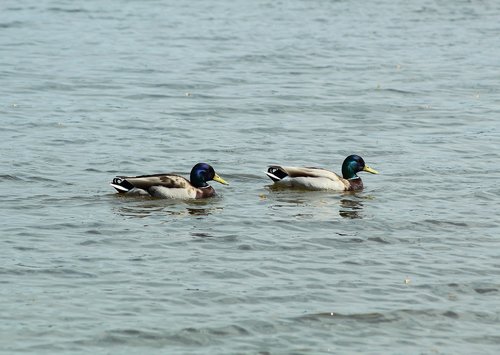ducks  water  swim