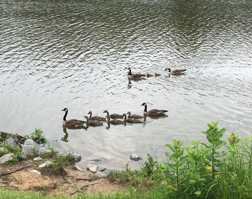 ducks  pond  nature