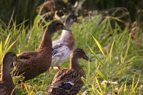 ducks  walk  nature