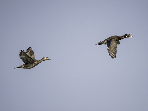 ducks  wood ducks  flying