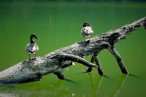 ducks  lake  przewalone tree
