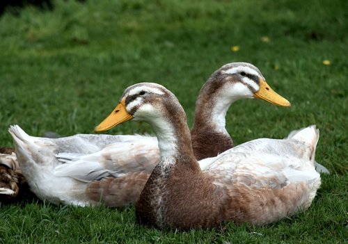 ducks  water fowl  sitting